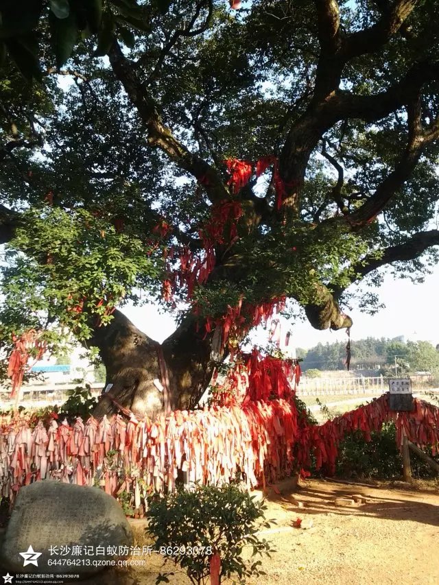 古香樟