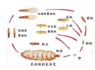 白蟻的群體分工及生活習性
